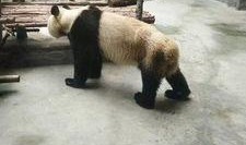 西安大熊猫爆料最新消息,揭秘萌宝们的日常趣事